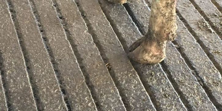 saudePodal_apertura_vp019