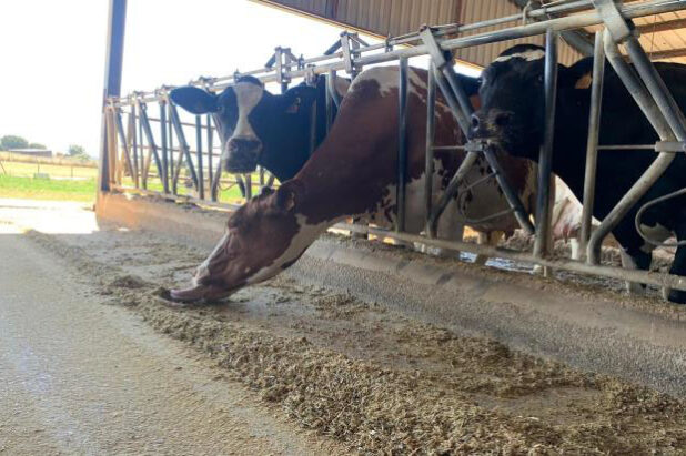 vaca_tentando_xantar