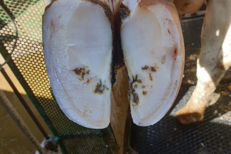 vp014_saudePodal_camas_apertura