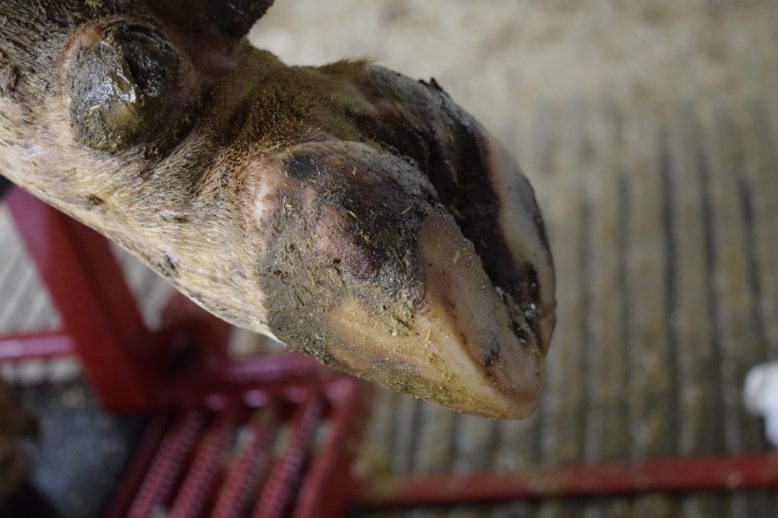 vp057_saudePodal_revisionLotes_apertura